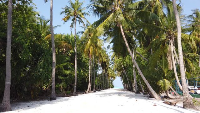 beautiful coconut palm forest in Philippines, low angle tilt down establishing shot