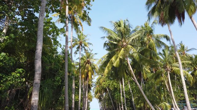 low angle tilt down shot of coconut palm forest with sandy path on exotic island, Philippines