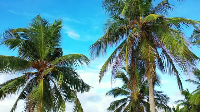 astonishing view of coconut tree leafs and fruit , over clear blue sky, close up shot trucking right