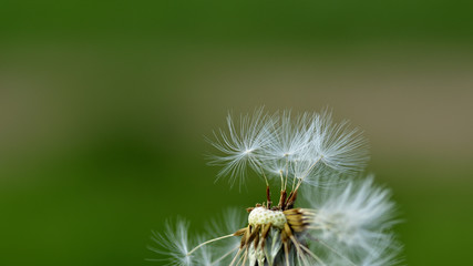 White fluffy beautiful dandelion seeds close-up on a pink-green background