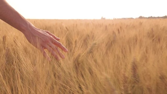 Mano sta accarezzando le spighe di grano maturo, al rallentatore.