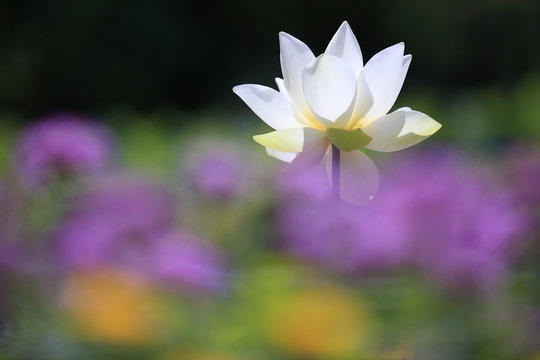 蓮の花園 の画像 77 件の Stock 写真 ベクターおよびビデオ Adobe Stock