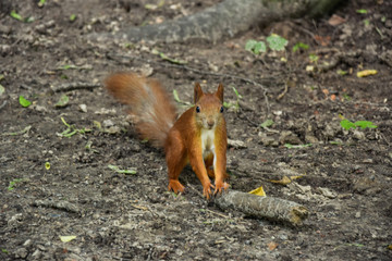 Jumping squirrels in Lviv Park