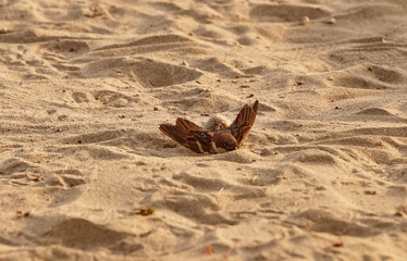 sandbathing sparrow
