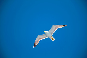 Seagull flying in clear sky.