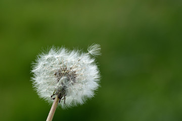 dandelion on background of green grass