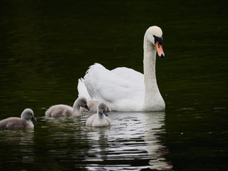 A single mute swan (Cygnus olor) swimming on a lake with its new born baby cygnets