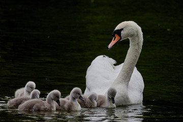 A single mute swan (Cygnus olor) swimming on a lake with its new born baby cygnets