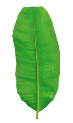 Obraz premium Banana leaf isolated on white background