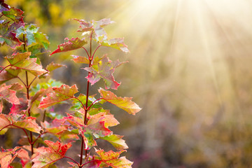Sunlight illuminates the branch with multicolored autumn leaves of red oak in the woods_