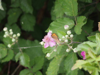 fiori viola e farfalle
