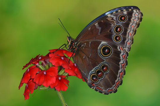 Tropischer Morpho Falter auf einer Bl&uuml;te in Zentral Amerika