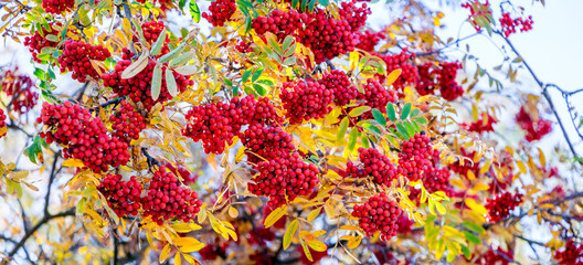 Red bunches of mountain ash on a tree among yellow leaves_