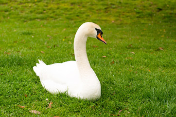 swan grazing