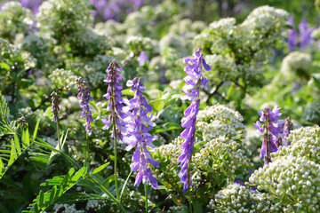 purple flowers in the garden