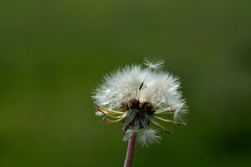 White fluffy dandelion with a seed on the crown on a green background