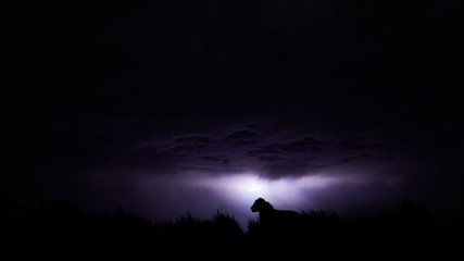 Dramatic photo of Kalahari lion, Panthera leo, silhouette on dune horizon against stormy clouds...