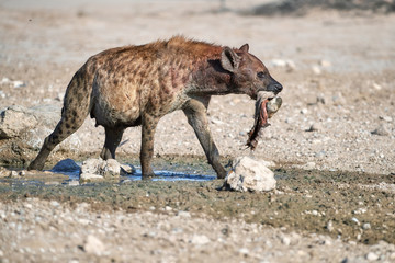 Spotted Hyena, crocuta crocuta on a rocky plain, carrying  hoof in its mouth. Close up, isolated hyena with carcass at waterhole. Side view. Photo Safari in Kgalagadi transfrontier park, Botswana.