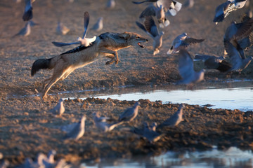 Black Backed Jackal, Canis Mesomelas, african fox-like canid hunts doves. Animal action scene, hunting behavior. Jumping jackal, trying to catch bird. African wildlife photography,Kgalagadi, Botswana.