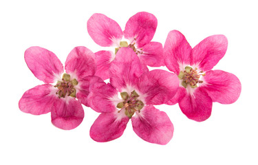red apple flowers isolated