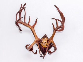 Horns of a deer on a white wall as an ornament and a hanger_