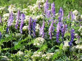 purple flowers in the garden