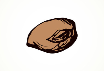 Cocoa Fruits. Vector drawing