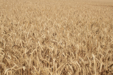 Agricultural landscape, field of ripe rye