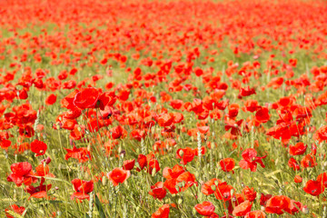 Naklejka premium Blühendes Mohnfeld auf landwirtschaftlicher Fläche
