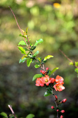 Pink flowers and buds on the branch. Japanese quince spring bloom
