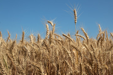 Agricultural landscape, field of ripe rye against the blue sky