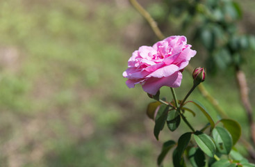 Pink Roses blooming on the tree in the garden.
