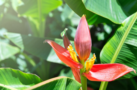 Red Flowering banana (Scientific name: Musa ornata Roxb) flowers blooming in the garden with the warm sunshine in June.