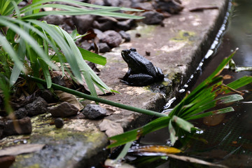 Parque García Sanabria, Santa Cruz de Tenerife