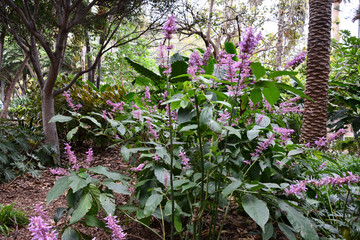 Parque Garc&iacute;a Sanabria, Santa Cruz de Tenerife