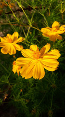 yellow flowers in garden