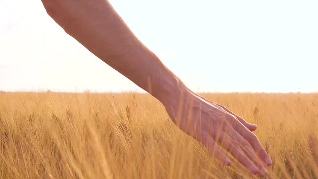 Mano sta accarezzando le spighe di grano maturo, al rallentatore.