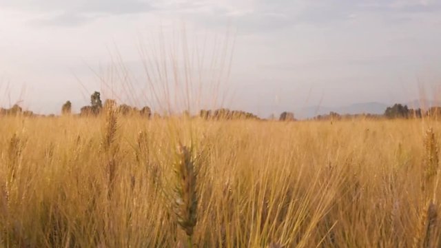 Campo di Grano per la produzione di farina di grano duro biologica