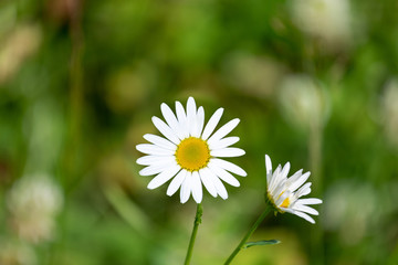 Obraz premium white daisies in green grass on a summer meadow gently bloom