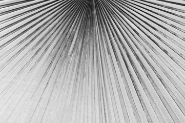 White and gray tone imperfect natural texture of plam leaf strip lines
