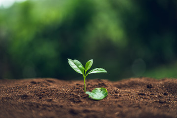 Coffee tree Coffee seedlings Sprouting In nature