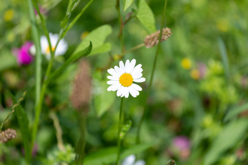 white daisies in green grass on a summer meadow gently bloom