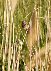 Blaukehlchen  Luscinia svecica, im Schilf