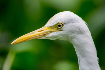Close-up of cattle egret (Bubulcus ibis) head: cosmopolitan species of heron (family Ardeidae) found in the tropics, subtropics, and warm-temperate zones.