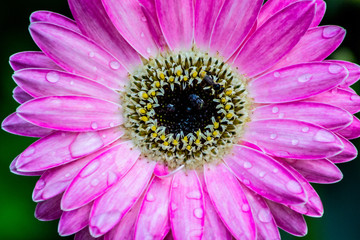 Closeup barberton daisy flower