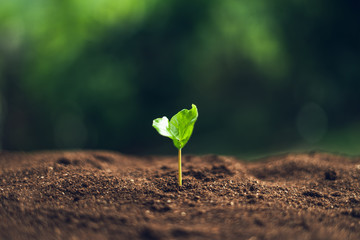 Coffee tree Coffee seedlings Sprouting In nature
