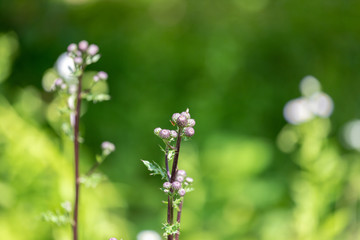 purple flowers in the garden green background