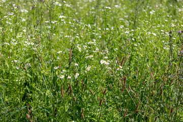Сamomile field. Meadow of chamomile flowers of at sunlight. Natural summer background.