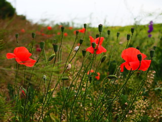 field of red poppies on stems that creep of a snail