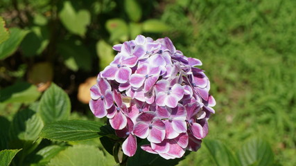 和の情緒溢れるアジサイ！